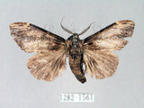 中文名:異齒舟蛾(1282-1561)學名:Hexafrenum maculifer(1282-1561)中文別名:斑頸白異齒舟蛾