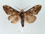 中文名:異齒舟蛾(1282-22731)學名:Hexafrenum maculifer(1282-22731)中文別名:斑頸白異齒舟蛾