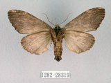 中文名:異齒舟蛾(1282-28319)學名:Hexafrenum maculifer(1282-28319)中文別名:斑頸白異齒舟蛾