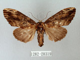 中文名:異齒舟蛾(1282-28319)學名:Hexafrenum maculifer(1282-28319)中文別名:斑頸白異齒舟蛾