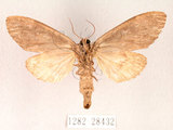 中文名:異齒舟蛾(1282-28432)學名:Hexafrenum maculifer(1282-28432)中文別名:斑頸白異齒舟蛾
