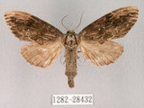 中文名:異齒舟蛾(1282-28432)學名:Hexafrenum maculifer(1282-28432)中文別名:斑頸白異齒舟蛾