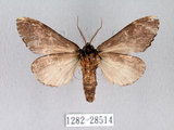中文名:異齒舟蛾(1282-28514)學名:Hexafrenum maculifer(1282-28514)中文別名:斑頸白異齒舟蛾