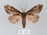 中文名:異齒舟蛾(1282-28514)學名:Hexafrenum maculifer(1282-28514)中文別名:斑頸白異齒舟蛾