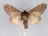 中文名:異齒舟蛾(1282-29425)學名:Hexafrenum maculifer(1282-29425)中文別名:斑頸白異齒舟蛾