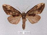 中文名:異齒舟蛾(1282-30393)學名:Hexafrenum maculifer(1282-30393)中文別名:斑頸白異齒舟蛾