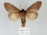 中文名:異齒舟蛾(3151-321)學名:Hexafrenum maculifer(3151-321)中文別名:斑頸白異齒舟蛾