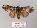 中文名:異齒舟蛾(670-1111)學名:Hexafrenum maculifer(670-1111)中文別名:斑頸白異齒舟蛾