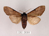 中文名:膝冠舟蛾(1282-28384)學名:Lophocosma geniculatum Matsumura, 1929(1282-28384)中文別名:肘拐舟蛾