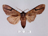 中文名:膝冠舟蛾(1282-28384)學名:Lophocosma geniculatum Matsumura, 1929(1282-28384)中文別名:肘拐舟蛾