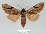 中文名:膝冠舟蛾(1282-29780)學名:Lophocosma geniculatum Matsumura, 1929(1282-29780)中文別名:肘拐舟蛾