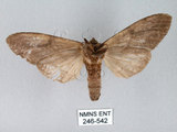 中文名:膝冠舟蛾(246-542)學名:Lophocosma geniculatum Matsumura, 1929(246-542)中文別名:肘拐舟蛾