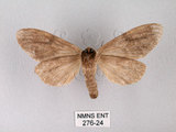 中文名:膝冠舟蛾(276-24)學名:Lophocosma geniculatum Matsumura, 1929(276-24)中文別名:肘拐舟蛾
