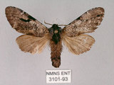 中文名:膝冠舟蛾(3101-93)學名:Lophocosma geniculatum Matsumura, 1929(3101-93)中文別名:肘拐舟蛾