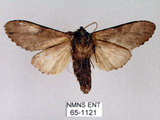 中文名:膝冠舟蛾(65-1121)學名:Lophocosma geniculatum Matsumura, 1929(65-1121)中文別名:肘拐舟蛾