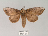 中文名:朴娜舟蛾(1131-31)學名:Norracoides basinotata (Wileman, 1915)(1131-31)中文別名:鋸紋舟蛾