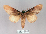 中文名:朴娜舟蛾(1282-3047)學名:Norracoides basinotata (Wileman, 1915)(1282-3047)中文別名:鋸紋舟蛾