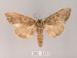 中文名:朴娜舟蛾(1282-3331)學名:Norracoides basinotata (Wileman, 1915)(1282-3331)中文別名:鋸紋舟蛾
