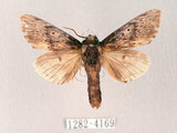 中文名:朴娜舟蛾(1282-4169)學名:Norracoides basinotata (Wileman, 1915)(1282-4169)中文別名:鋸紋舟蛾