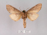 中文名:朴娜舟蛾(1282-4331)學名:Norracoides basinotata (Wileman, 1915)(1282-4331)中文別名:鋸紋舟蛾