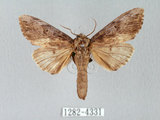 中文名:朴娜舟蛾(1282-4331)學名:Norracoides basinotata (Wileman, 1915)(1282-4331)中文別名:鋸紋舟蛾