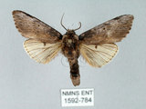 中文名:朴娜舟蛾(1592-784)學名:Norracoides basinotata (Wileman, 1915)(1592-784)中文別名:鋸紋舟蛾