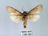 中文名:朴娜舟蛾(1729-100)學名:Norracoides basinotata (Wileman, 1915)(1729-100)中文別名:鋸紋舟蛾