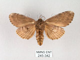 中文名:朴娜舟蛾(245-342)學名:Norracoides basinotata (Wileman, 1915)(245-342)中文別名:鋸紋舟蛾