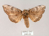 中文名:朴娜舟蛾(246-22)學名:Norracoides basinotata (Wileman, 1915)(246-22)中文別名:鋸紋舟蛾