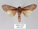 中文名:朴娜舟蛾(246-337)學名:Norracoides basinotata (Wileman, 1915)(246-337)中文別名:鋸紋舟蛾