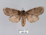 中文名:朴娜舟蛾(246-36)學名:Norracoides basinotata (Wileman, 1915)(246-36)中文別名:鋸紋舟蛾
