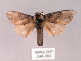 中文名:朴娜舟蛾(246-363)學名:Norracoides basinotata (Wileman, 1915)(246-363)中文別名:鋸紋舟蛾