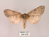 中文名:朴娜舟蛾(246-536)學名:Norracoides basinotata (Wileman, 1915)(246-536)中文別名:鋸紋舟蛾