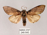 中文名:朴娜舟蛾(246-543)學名:Norracoides basinotata (Wileman, 1915)(246-543)中文別名:鋸紋舟蛾