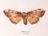 中文名:朴娜舟蛾(246-558)學名:Norracoides basinotata (Wileman, 1915)(246-558)中文別名:鋸紋舟蛾