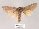 中文名:朴娜舟蛾(246-559)學名:Norracoides basinotata (Wileman, 1915)(246-559)中文別名:鋸紋舟蛾