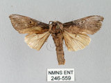 中文名:朴娜舟蛾(246-559)學名:Norracoides basinotata (Wileman, 1915)(246-559)中文別名:鋸紋舟蛾
