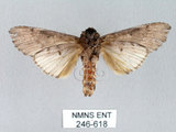 中文名:朴娜舟蛾(246-618)學名:Norracoides basinotata (Wileman, 1915)(246-618)中文別名:鋸紋舟蛾