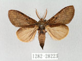 中文名:青胯白舟蛾(1282-28223)學名:Quadricalcarifera cyanea (Leech, 1889)(1282-28223)中文別名:青苔舟蛾