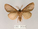 中文名:青胯白舟蛾(1282-28564)學名:Quadricalcarifera cyanea (Leech, 1889)(1282-28564)中文別名:青苔舟蛾