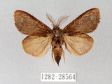 中文名:青胯白舟蛾(1282-28564)學名:Quadricalcarifera cyanea (Leech, 1889)(1282-28564)中文別名:青苔舟蛾