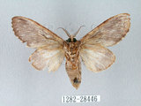 中文名:齒紋胯白舟蛾(1282-28446)學名:Quadricalcarifera umbrosa Matsumura, 1927(1282-28446)中文別名:齒紋舟蛾