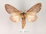 中文名:齒紋胯白舟蛾(1282-30870)學名:Quadricalcarifera umbrosa Matsumura, 1927(1282-30870)中文別名:齒紋舟蛾