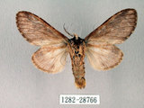 中文名:齒紋胯白舟蛾(1282-28766)學名:Quadricalcarifera umbrosa Matsumura, 1927(1282-28766)中文別名:齒紋舟蛾