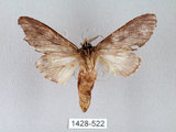 中文名:齒紋胯白舟蛾(1428-522)學名:Quadricalcarifera umbrosa Matsumura, 1927(1428-522)中文別名:齒紋舟蛾