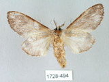中文名:齒紋胯白舟蛾(1728-494)學名:Quadricalcarifera umbrosa Matsumura, 1927(1728-494)中文別名:齒紋舟蛾