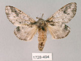 中文名:齒紋胯白舟蛾(1728-494)學名:Quadricalcarifera umbrosa Matsumura, 1927(1728-494)中文別名:齒紋舟蛾