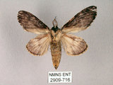 中文名:齒紋胯白舟蛾(2909-716)學名:Quadricalcarifera umbrosa Matsumura, 1927(2909-716)中文別名:齒紋舟蛾