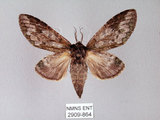 中文名:齒紋胯白舟蛾(2909-864)學名:Quadricalcarifera umbrosa Matsumura, 1927(2909-864)中文別名:齒紋舟蛾