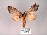 中文名:齒紋胯白舟蛾(512-146)學名:Quadricalcarifera umbrosa Matsumura, 1927(512-146)中文別名:齒紋舟蛾